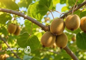 فرایند صادرات کیوی تسهیل شد