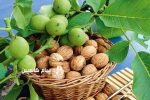 برداشت هزار تن گردو از ۳۸۸ هکتار باغات نکا