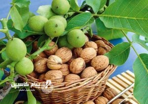 برداشت هزار تن گردو از ۳۸۸ هکتار باغات نکا
