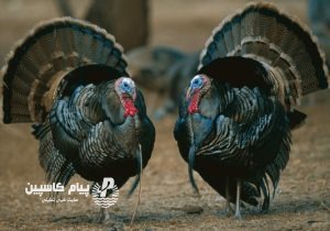 توقیف کامیون حامل ۵۰۰ بوقلمون بدون مجوز در رودبار