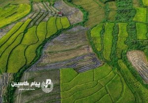اراضی کشاورزی از محدوده طرح‌های هادی روستایی خارج می‌شوند