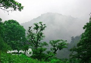 جنگل فتاتو، گنجینه سبز گیلان در انتظار توسعه گردشگری