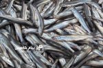 افزایش صید کیلکا در مازندران