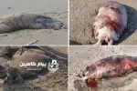 کشف ۴ لاشه فوک خزری در بابلسر؛ شمار تلفات امسال مازندران به ۳۶ قلاده رسید