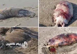 کشف ۴ لاشه فوک خزری در بابلسر؛ شمار تلفات امسال مازندران به ۳۶ قلاده رسید