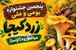 زردکیجا در میاندورود مازندران